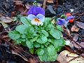 2007-1206_1430_ Viola_14_C